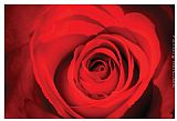 Rose Canvas Paintings - Red Rose Heart